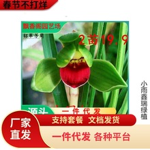 一件代发名贵兰花苗浓香金边矮种四季开花荷瓣中国红河红雪影红素