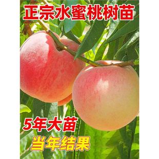 ����ˮ���Ҙ���޽��S�����Ү���Y���Ϸ�����ͥԺ�Nֲ�Ҙ������