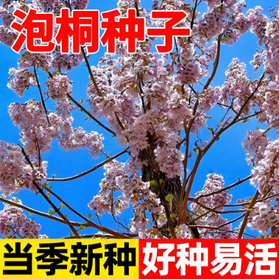 泡桐种子白花泡桐种子四季种桐木水桐树紫花树毛优质庭院护坡花卉