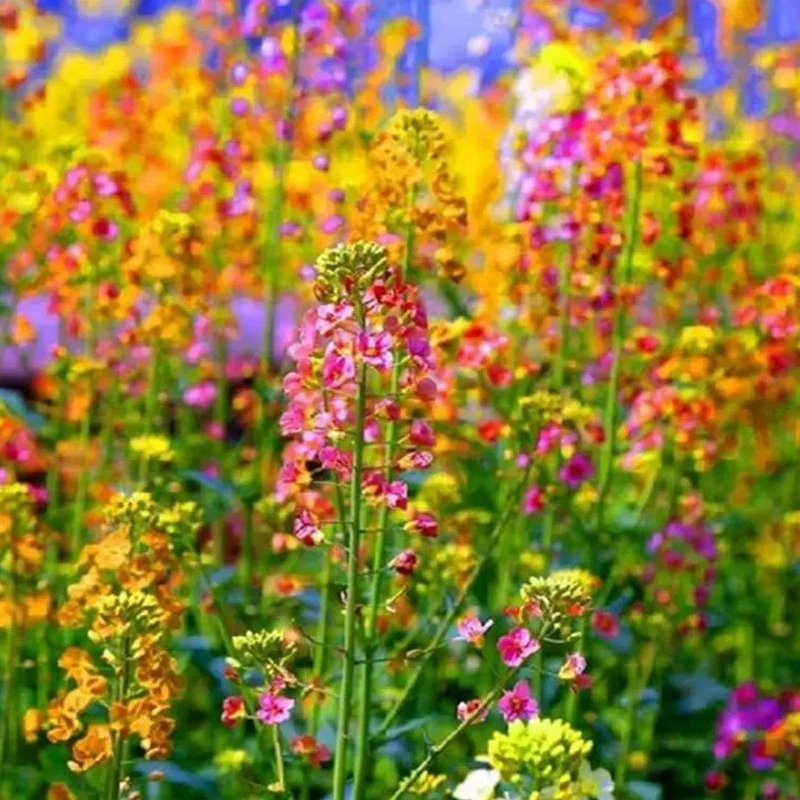 Оптовая Красочные Семена Рапса Декоративные Цветок Морской Сад Посадка Весна Лето Осень Сев Пейзаж Рапс
