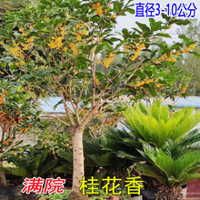 �ش��͹𻨘����𵤹�ͥԺ�e�����ԝ�����Bֲ���ͺ��ļ������l