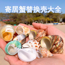 寄居蟹替换壳天然海螺贝壳鱼缸造景装饰摆件手工DIY绘画壳卷贝鱼