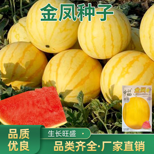 ���P���ϷN�� �SƤ���ϷN�Ӽtȿ���P��С���ϷN������t�����ϷN