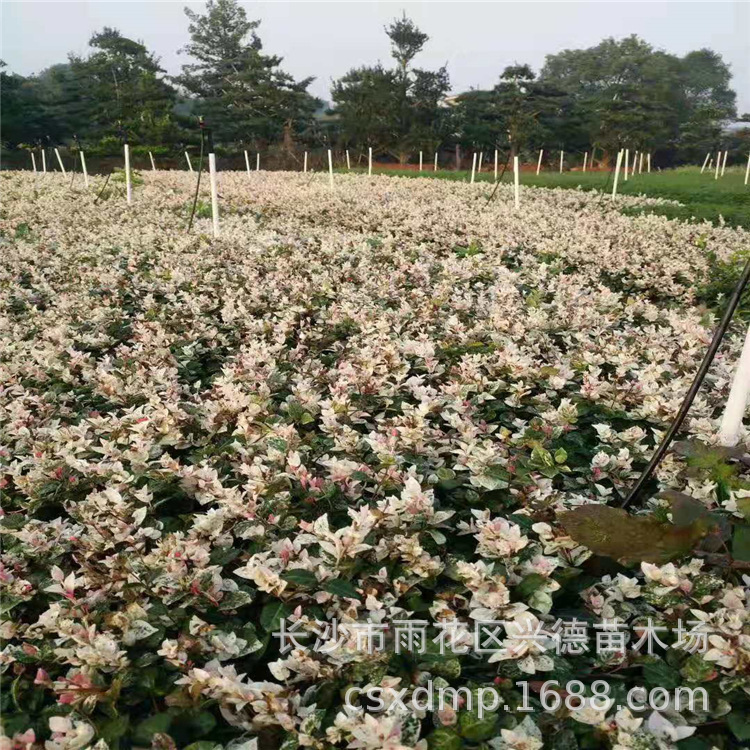 微信图片_201911061014373