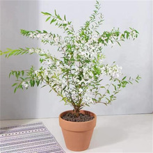 ��ѩ��ѩ�����Ԙ����̨�׻����⻨��ֲ��ͥԺ���Է۽����Վ�����