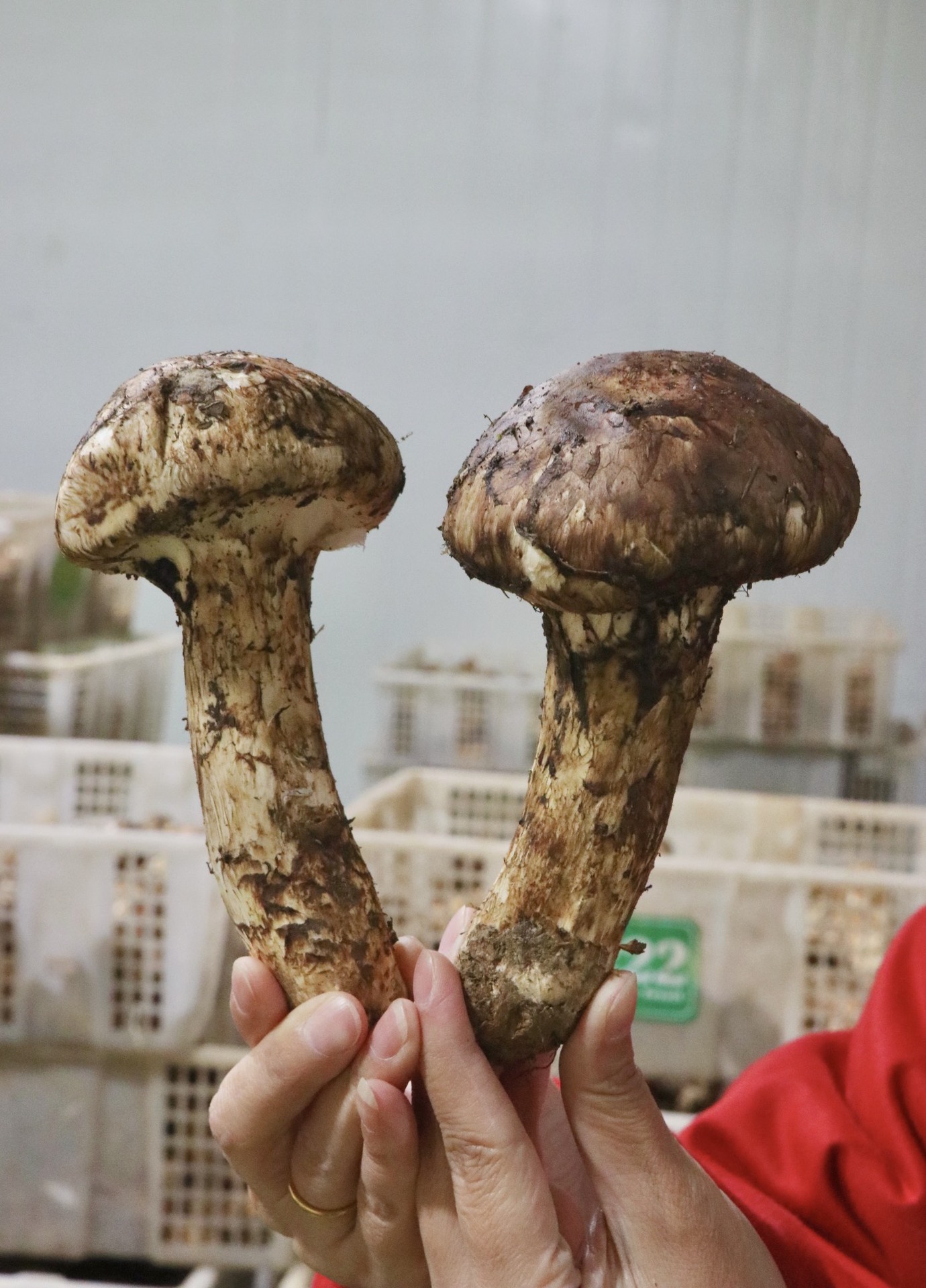 [반열림우산 - 선호] 9cm 이상 1kg