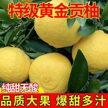 【正宗】湖南怀化黄金贡柚10斤大果新鲜柚子水果春香橘柚粑粑柑甜