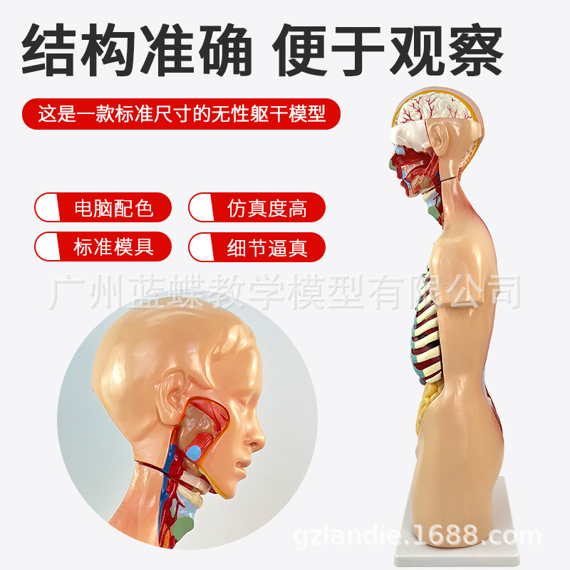 85CM��������ϵͳ����ģ�� ҽѧ ���� ���������������ٽṹ20��