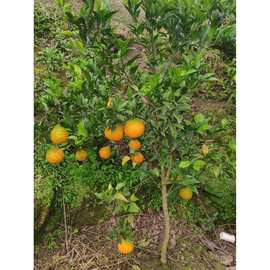 春见耙耙柑树苗嫁接四川粑粑柑桔盆栽地栽苗木趴趴柑橘苗果树果苗