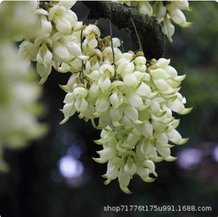 �^�pֲ����������ֲ��/���G�����ٻ���/��ȸ����/���S����������