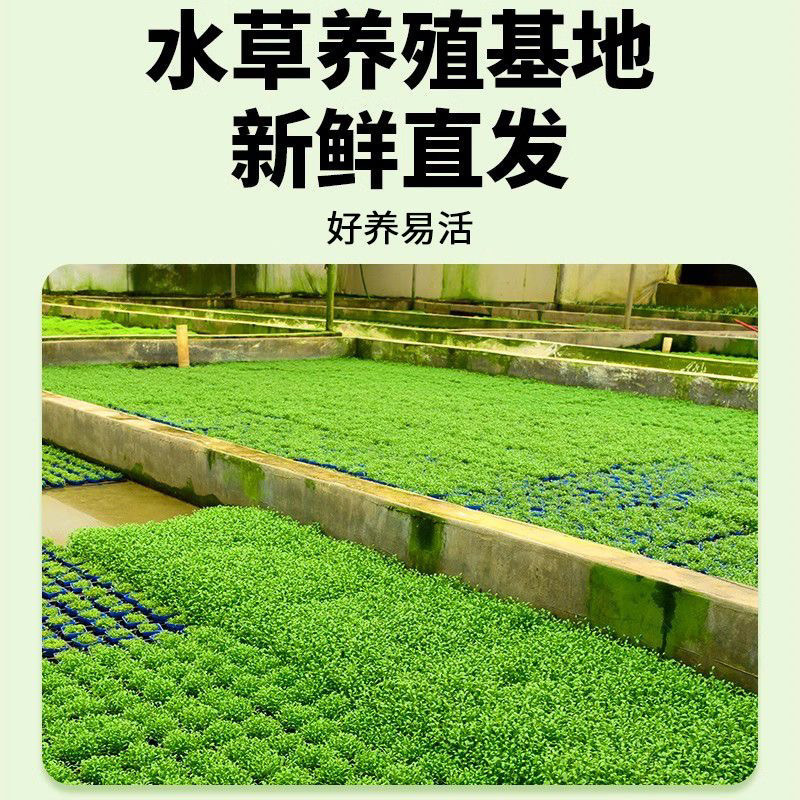 hierba de perla mini acuario paisajístico hierba de agua viva perezosa rápida negativa planta de purificación de agua dulce oxigenada