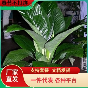 һ�����l�G���������҃ȿ͏d�����辰ֲ��Gֲ�f������ƴ��~ֲ��