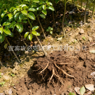 �����磺�f�����؈@�־G����ľ��������ͥԺ�G�����l���^���е���