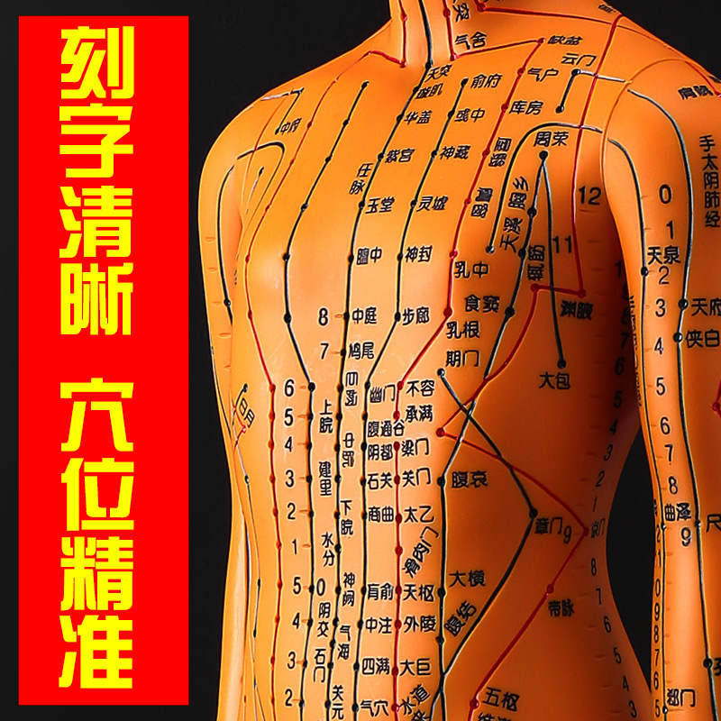 政河针灸穴位人体模型经络穴位模特图全身中医十二铜人扎针小皮人