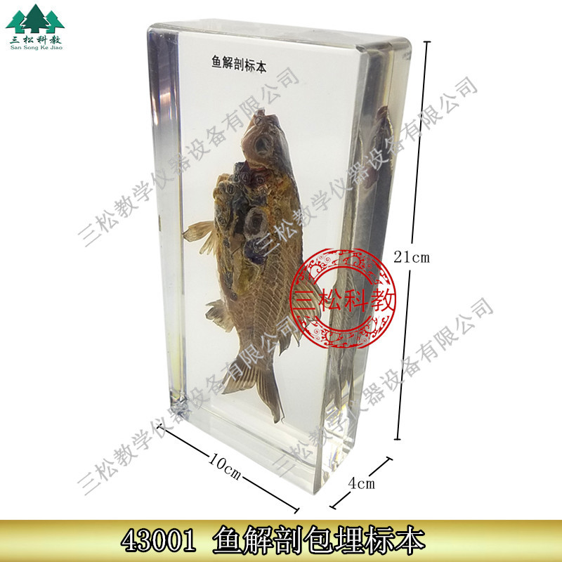 幼儿科普实验室鱼解剖标本 包埋生物标本 小学认知教具