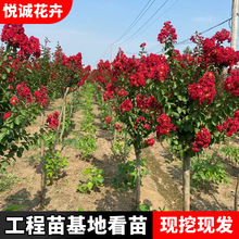 tޱtl^^pֲ﹤̾Gľtޱ