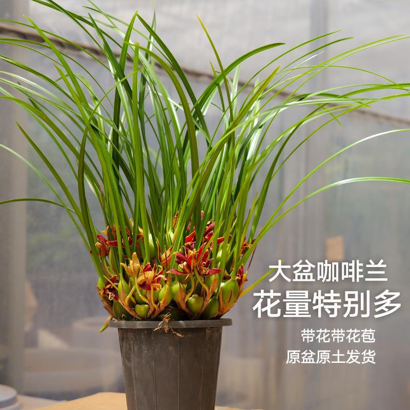 Strong Fragrance [Large Pot with Flower Buds Included] Coffee Orchid with Many Flower Buds and Strong Aroma, Shipped with Original Pot and Soil