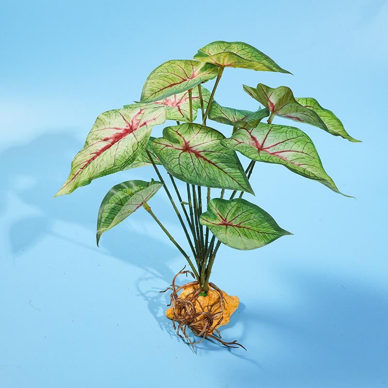 PCSC 뿌리 줄기 레드 코어 타로 잎