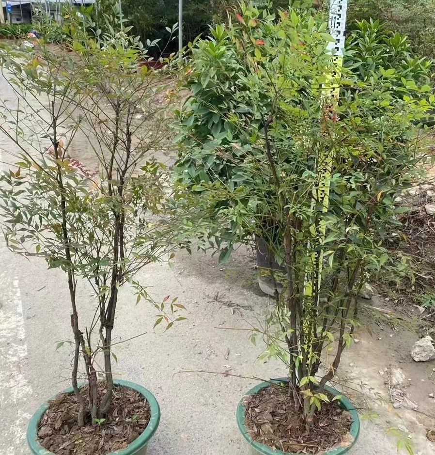 基地直销南天竹苗火焰南天竹盆栽盆景别墅园林植物红叶植物耐热-阿里巴巴
