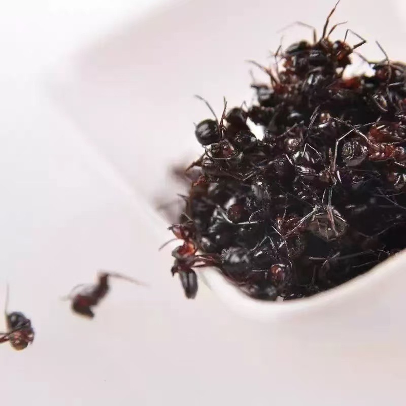 Black Ant Dried Whole (Polyrhachis vicina) — Food-Herb TCM Ingredient 500g quality and texture