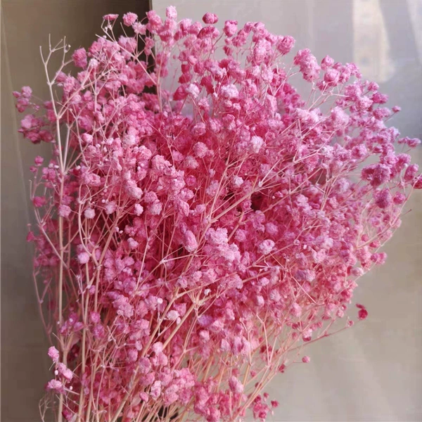 Fuchsia, 100 gram