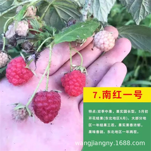 һƷ�t��ݮ���縲�����p���t��ݮ�ژ�ݮ�S���Ϸ������Nֲ����Y��