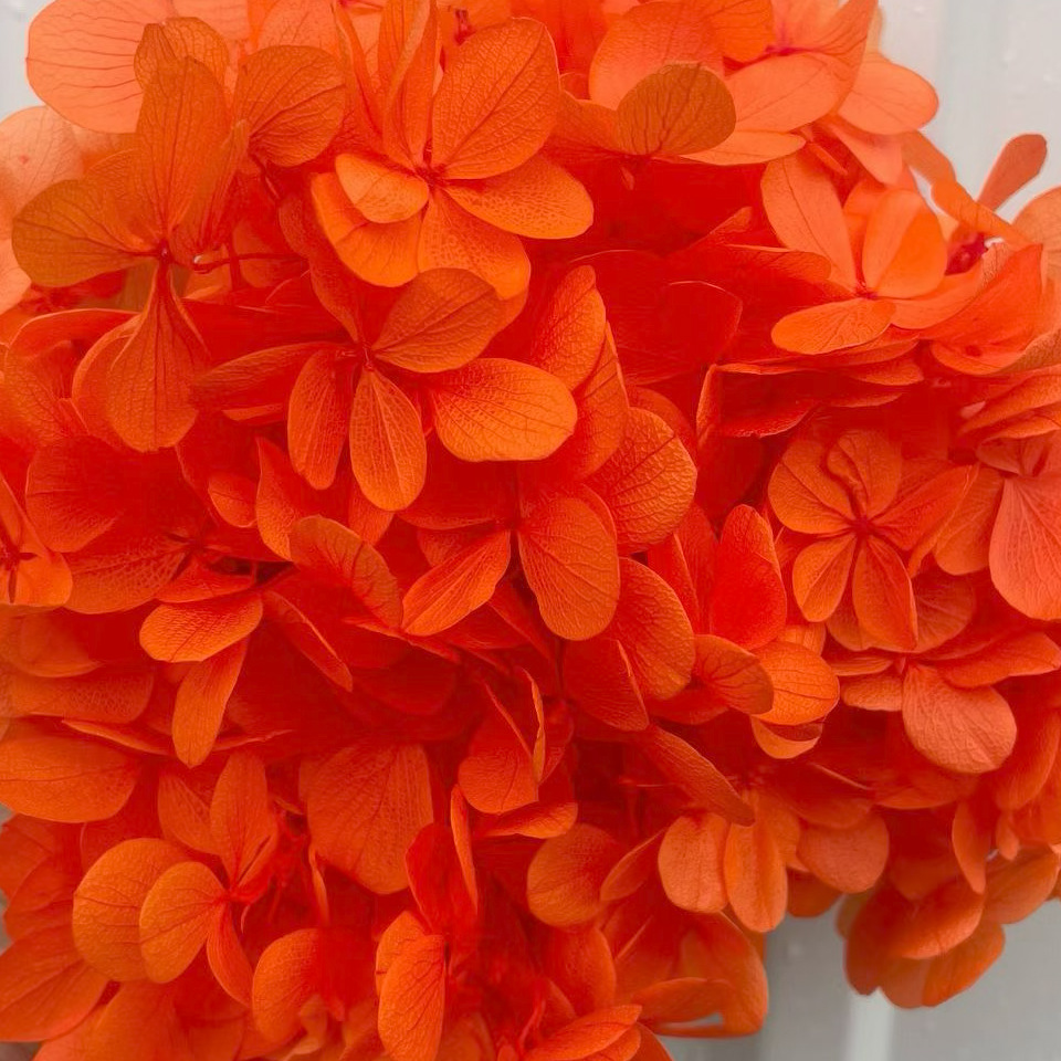 ✅ Flores secas flores eternas hortenida color gradiente material hecho a mano bolsa de calzado de boda cubierta de vidrio grupo de construcción de flores actividades