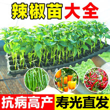 �����糯�콷���ཷ����������С�����߲������̨ͥԺ�����Nֲ