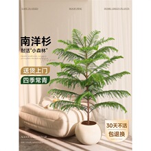 南洋杉盆栽盆景氛围感澳洲杉树节日四季常青大型绿植室内易活装饰