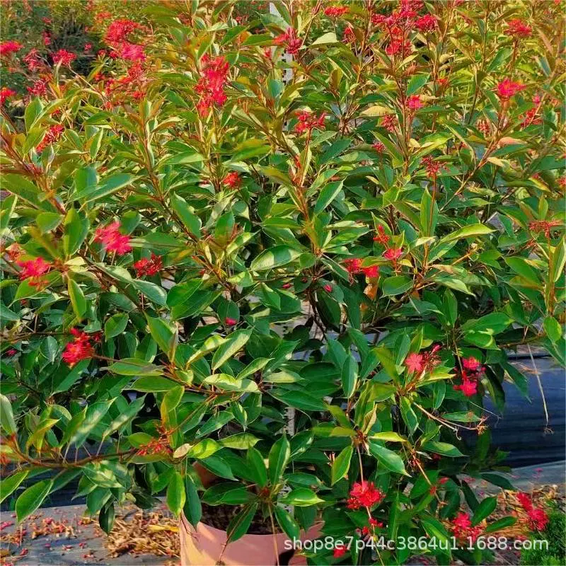 Цинь Е Коралловый День Сакура Цинь Е Сакура Наньян Сакура Оптовая Высота 60-200 см