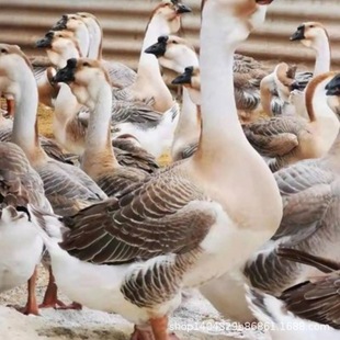 ��������Z�Z��{�^�Z�����Z3����|�Z����Z���w������Z�µ��Z