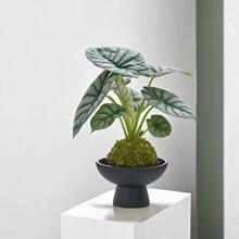 ��Ϭţ����̦�\���҃��k���ұ��W�P�Gֲ�����՚����ԾGֲ����