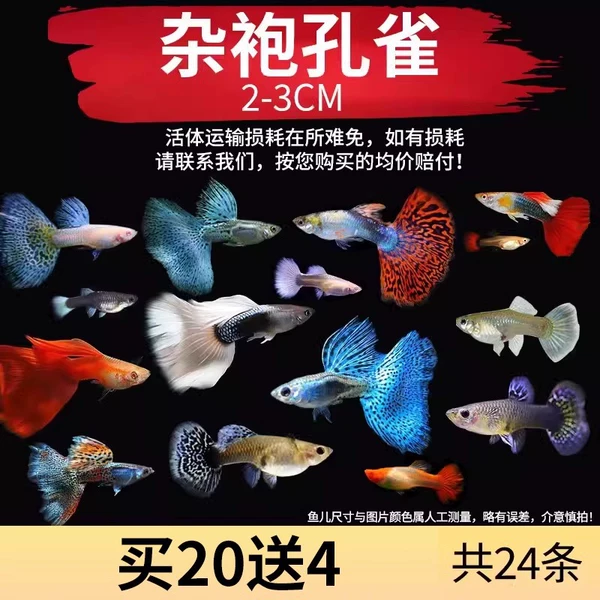 [Large quantity of 24 pieces] Guppy training, random 4 out of 20