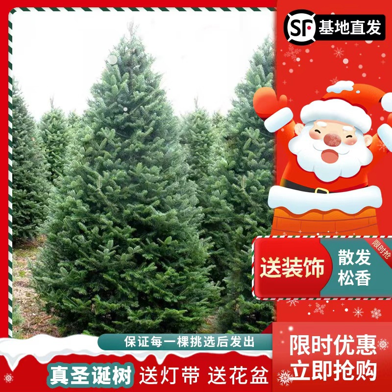 Real Christmas tree potted real tree living Norway spruce real Nobel…