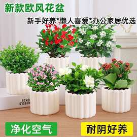 发财树绿萝盆栽植物室内客厅好养水培绿植创意盆景招财花卉小盆栽