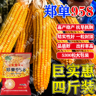 High-Yielding Corn Seed Zhengdan 958 Is a Dwarf, Disease-Resistant, Drought-Resistant, High-Temperature-Resistant and Lodging-Resistant Corn Seed in the North and South