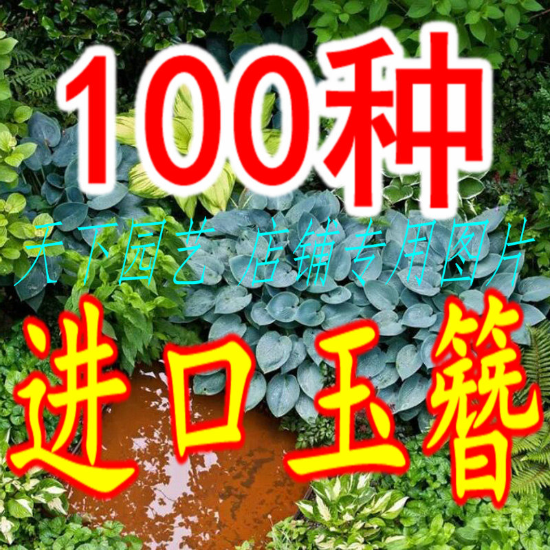 进口玉簪花苗盆栽多年生宿根植物庭院阳台耐阴耐寒花卉绿植植物