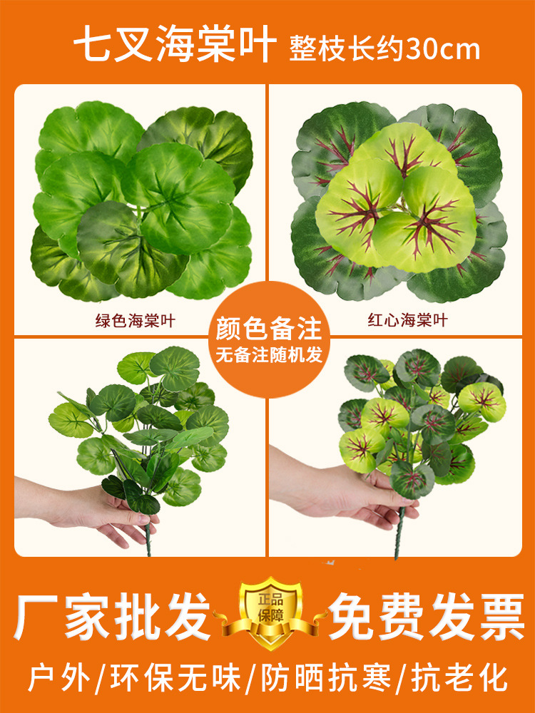 Hojas de Begonia de siete tenedores (nota nombre de color)