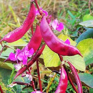 Wide flat red eyebrow bean purple eyebrow bean seed spring autumn and winter gluten-free bean lentil seed vine bean vegetable seed