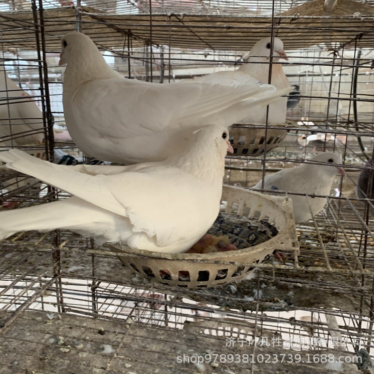 肉鸽种鸽白羽王和落地王13475764645