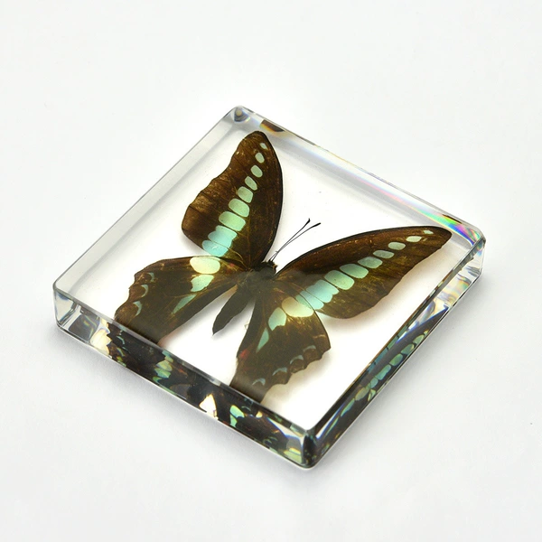 7.5 square bookweight (15mm thickness thin version) blue-banded swallowtail butterfly