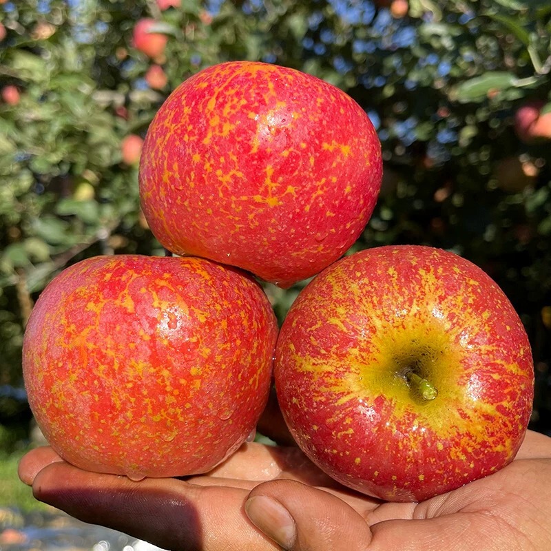 【Free Shipping by Sf Express】Fresh Seasonal Apples from Yanyuan, Daliangshan, Sichuan, with Sugar-Rich Cores, Available for Dropshipping 【Free Shipping by Sf Express】Fresh Seasonal Apples from Yanyuan, Daliangshan, Sichuan, with Sugar-Rich Cores, Available for Dropshipping