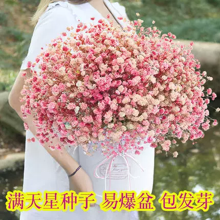 Семена цветов Гипсофилы метельчатой семена в горшках Four Seasons легко выращиваются легко жить в помещении и на открытом воздухе балкон семена цветов и растений бесплатная доставка