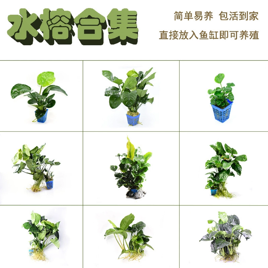 Снежный фикус отрицательный водяной трав ленивый