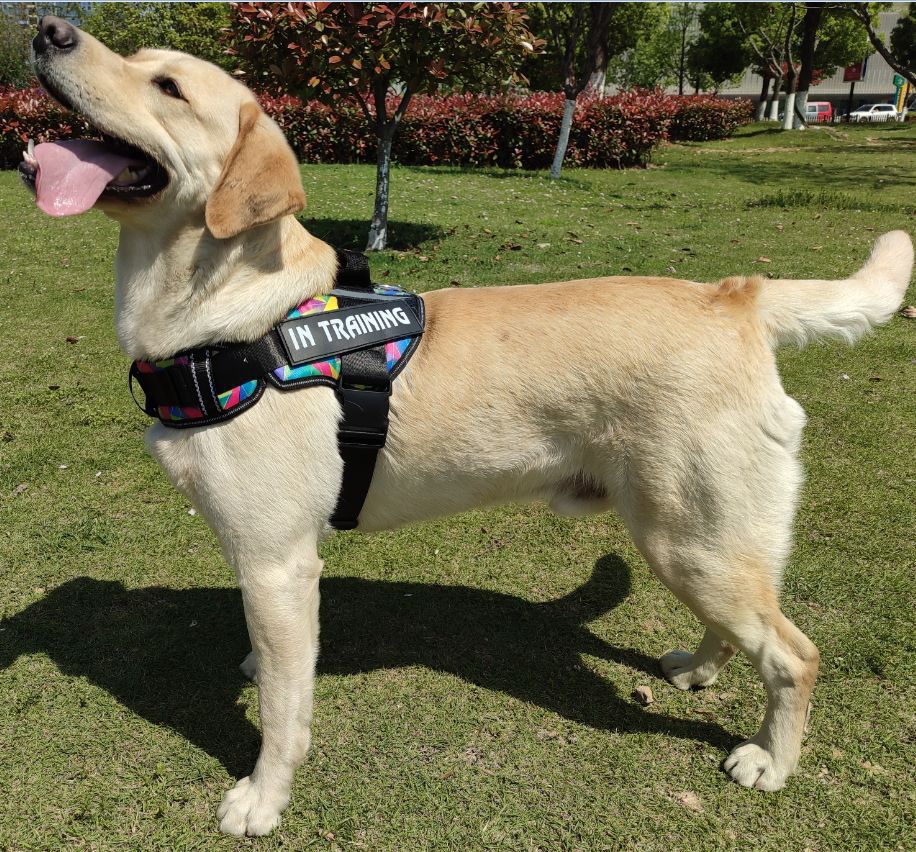 厂家直供新款宠物用品狗狗胸背带牵引大中小型犬外出背心式牵引
