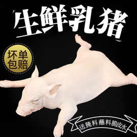 溥畔现杀现发新鲜乳猪整只烤乳猪小耳朵香猪乳猪脆皮香猪烤肉乳猪