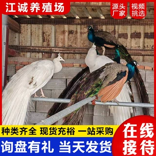 养殖场供应景区观赏成年花孔雀活体 一公一母白孔雀开屏孔雀价格