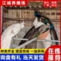 观赏开屏景区活体白孔雀
