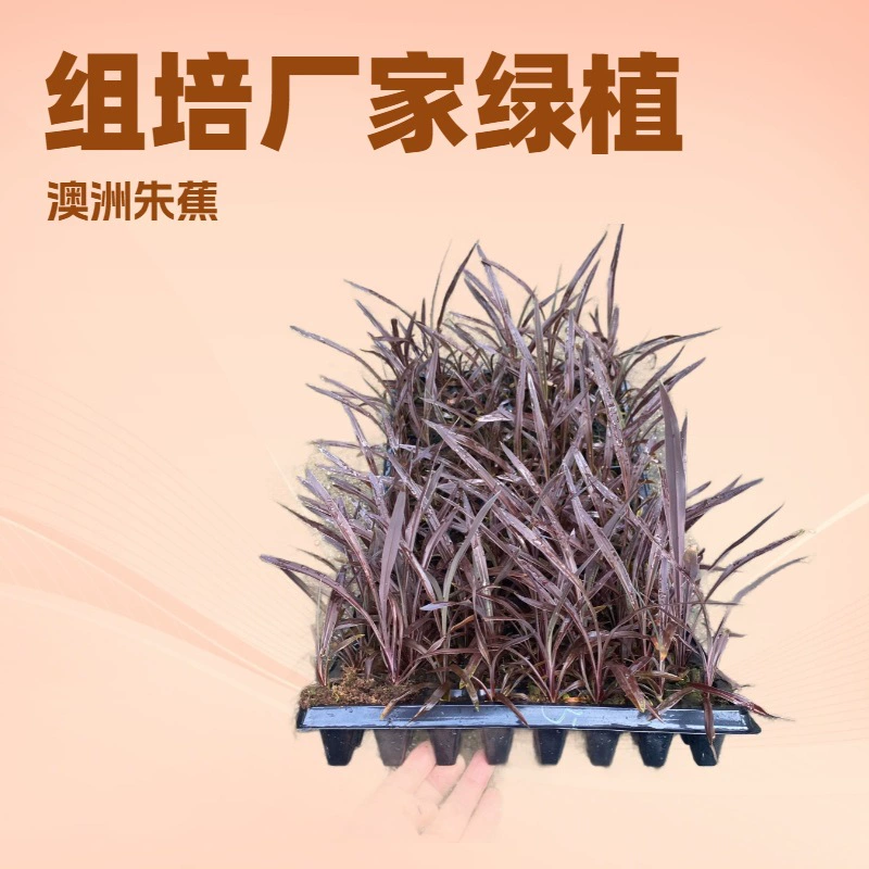 Производитель офиса дома благоприятные декоративные зеленые растения австралийский ярко-фиолетовый гигантский ландшафтный дизайн инженерные цветочные саженцы оптом