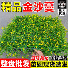 金莎蔓黄金草伏胁花园爱尔兰草庭院多年生花卉地被花境绿植物盆栽